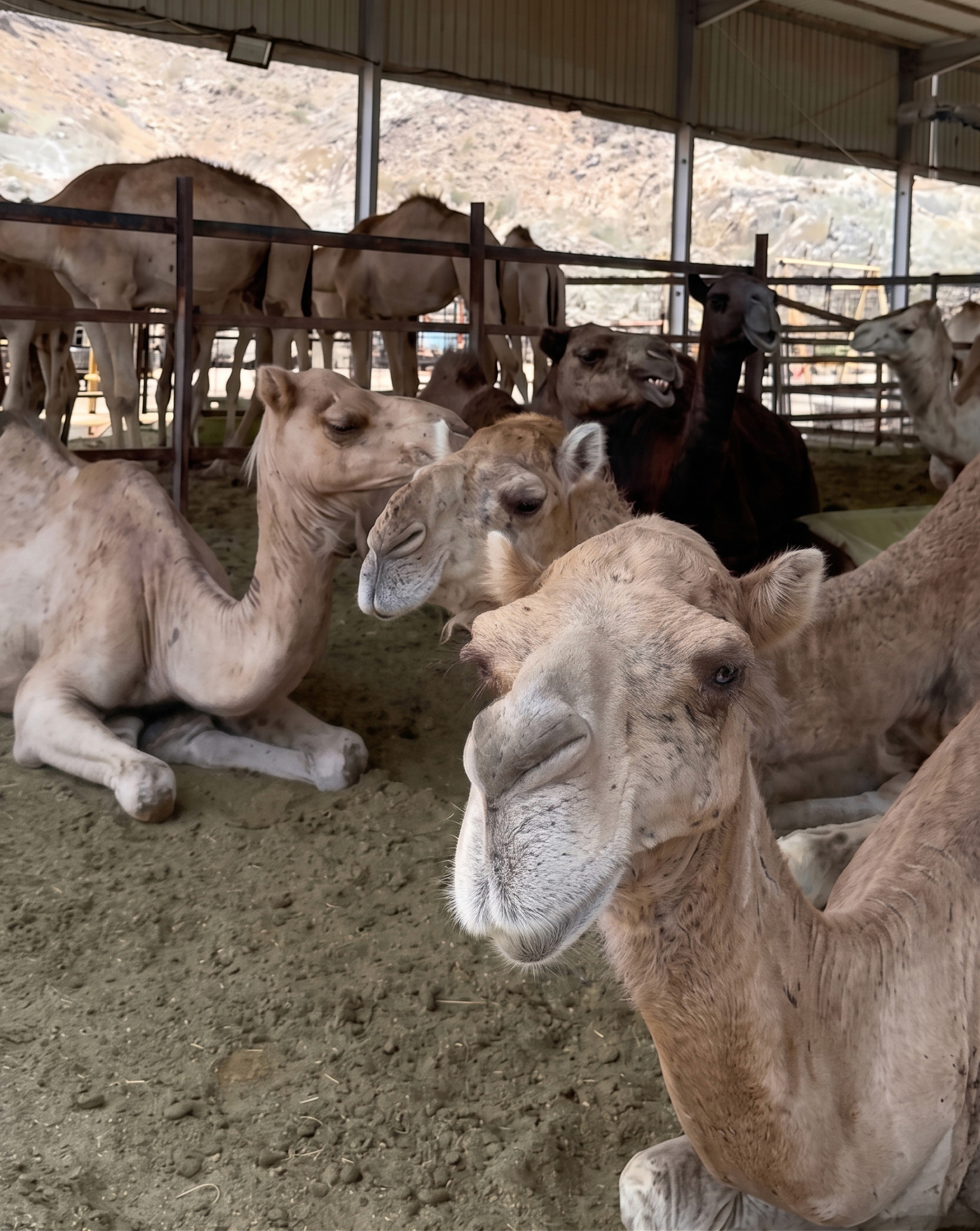 Unta qurban di Mekah