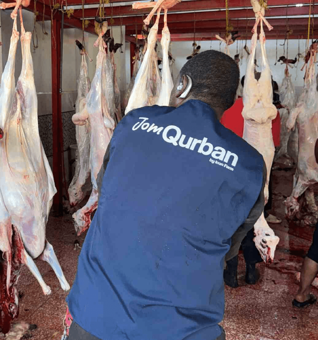 Kambing qurban di kandang Mekah