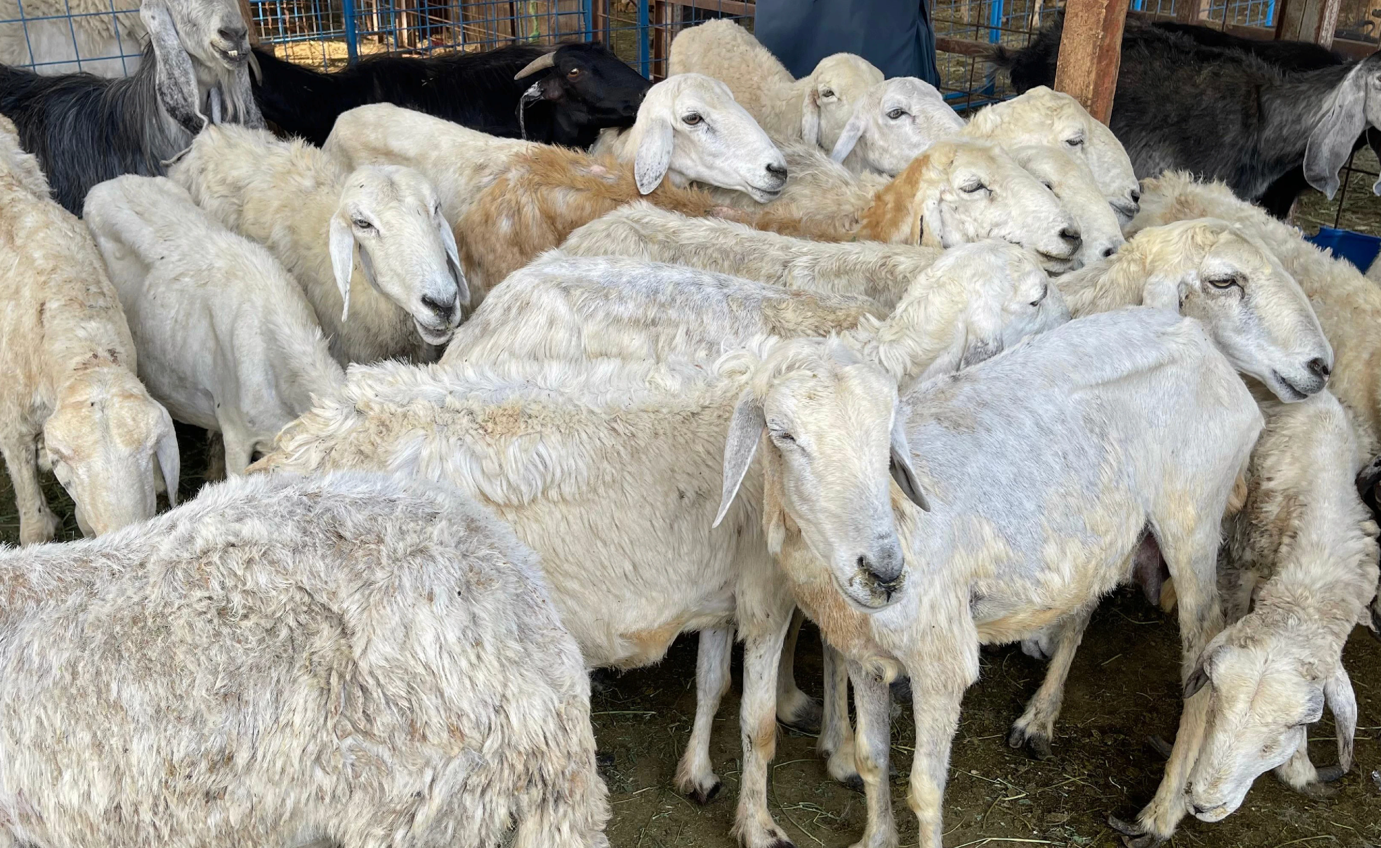Pengurusan daging qurban Mekah