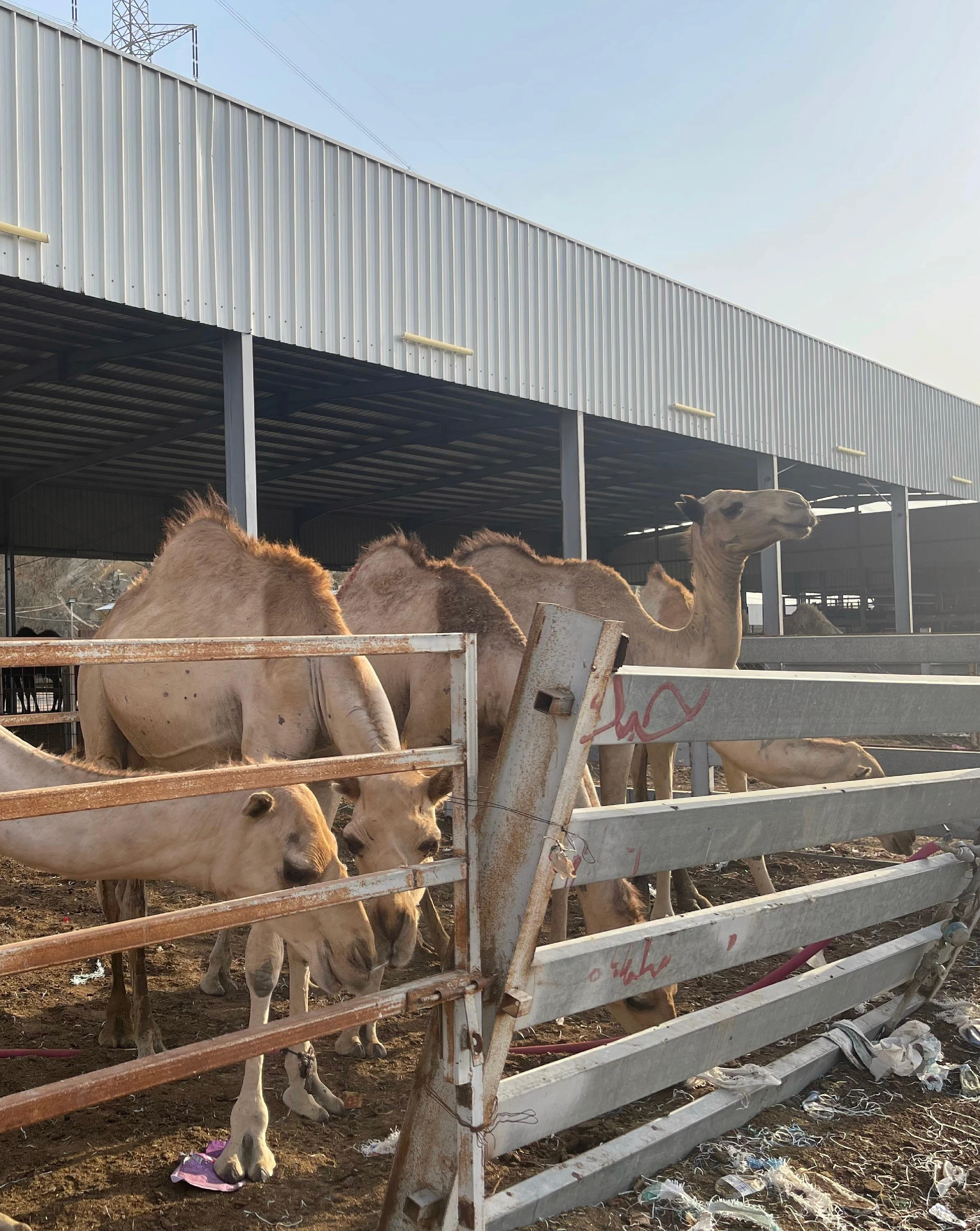 Kambing qurban di kandang Mekah