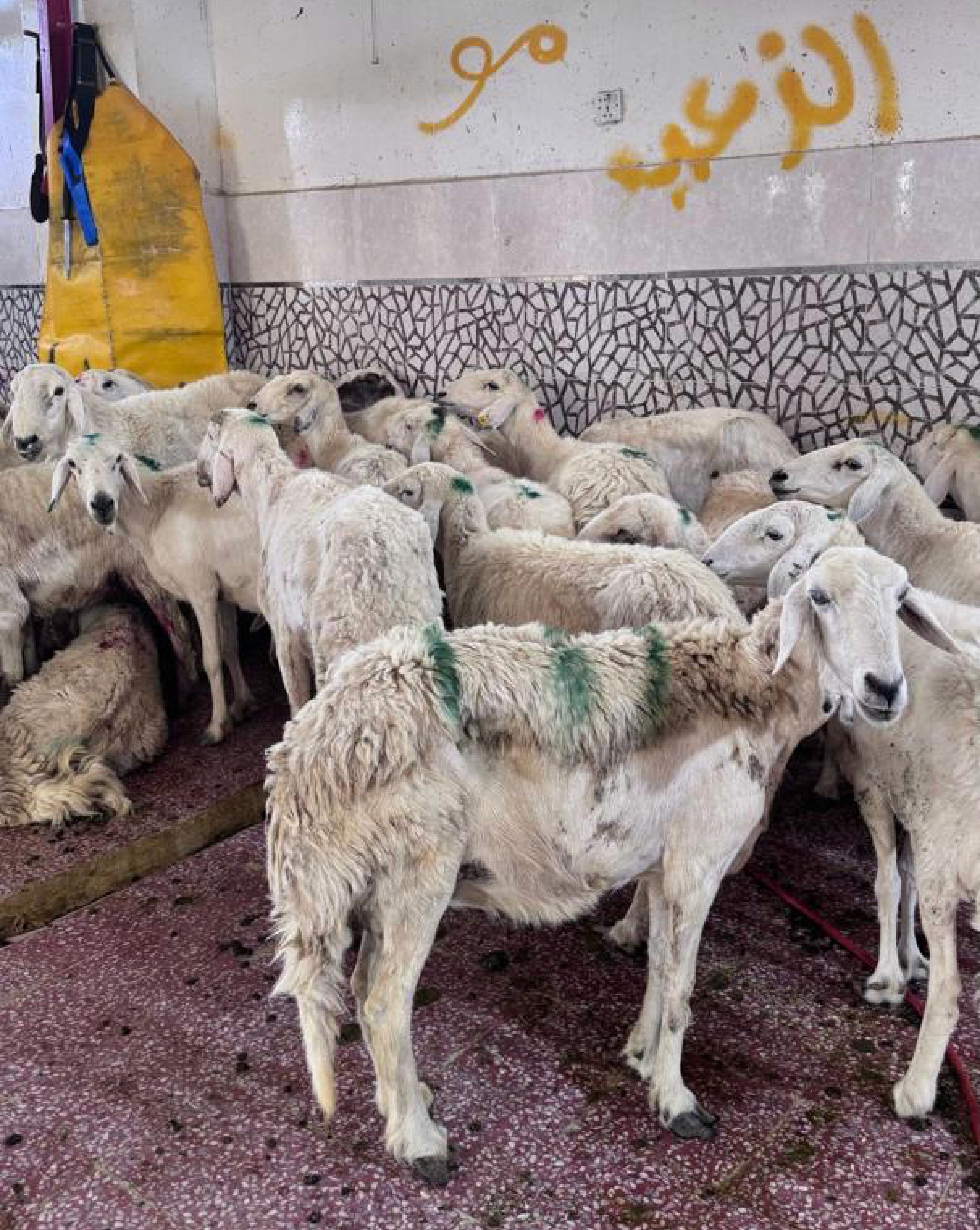 Kambing qurban di Mekah