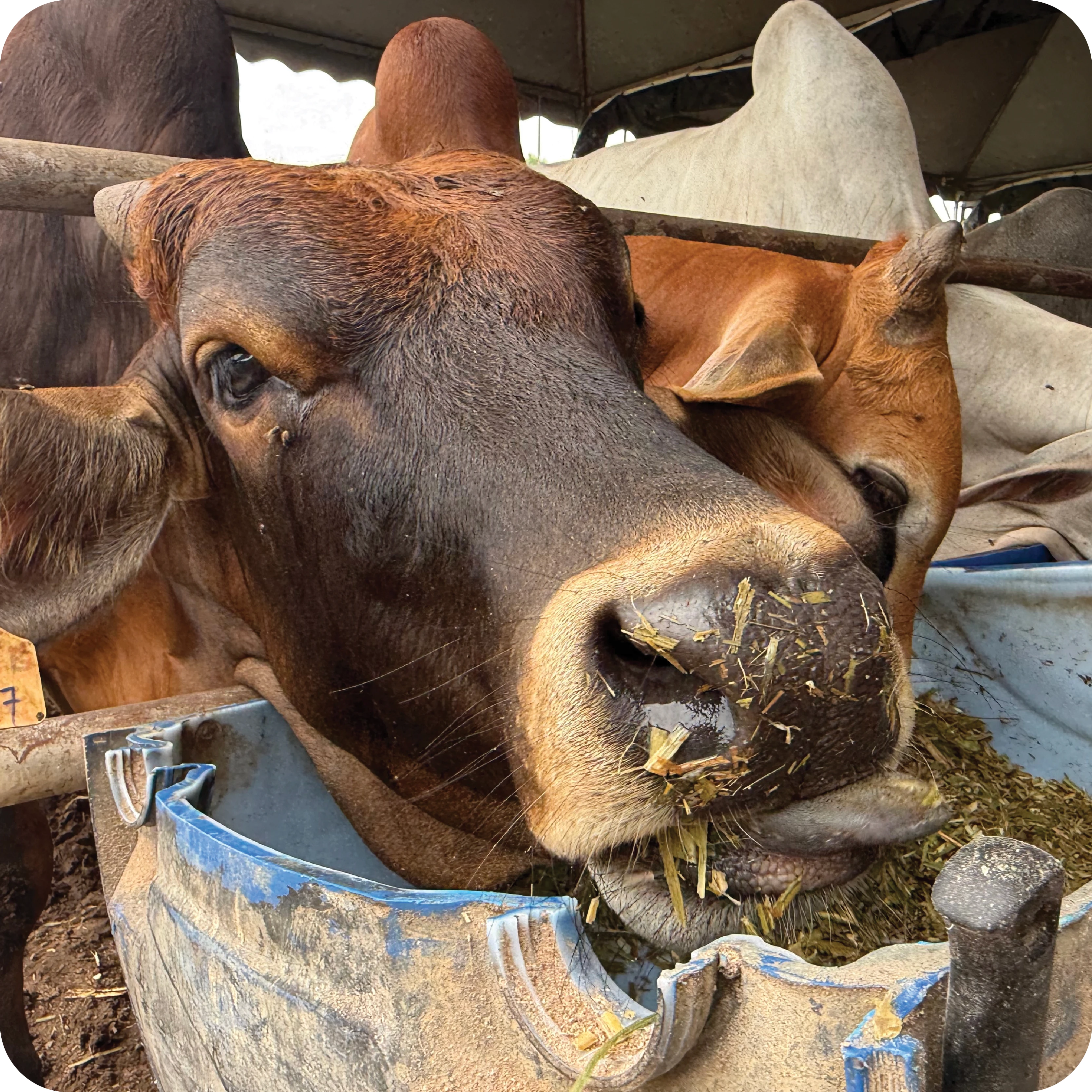 Lembu sihat untuk qurban