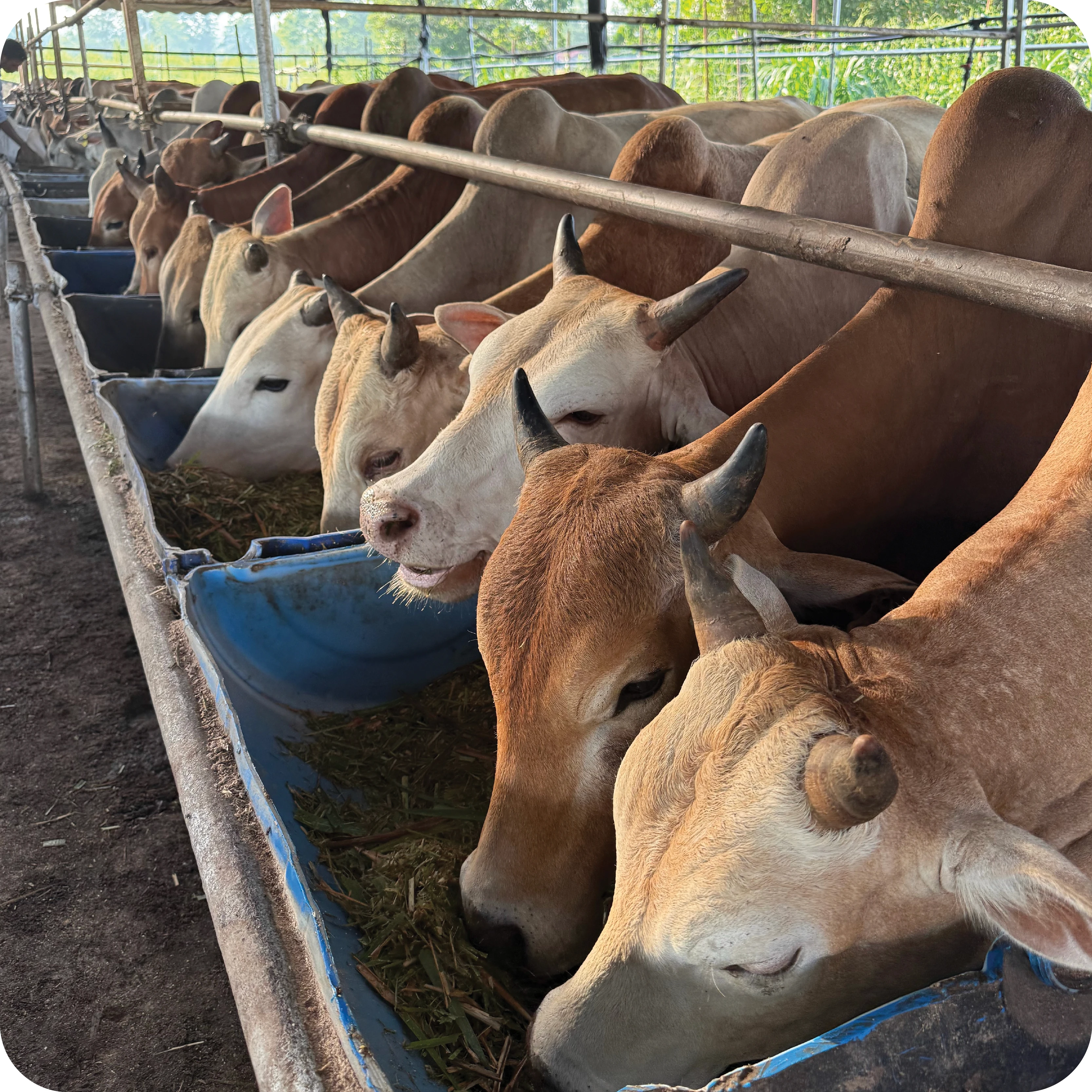 Lembu cukup syarat untuk qurban