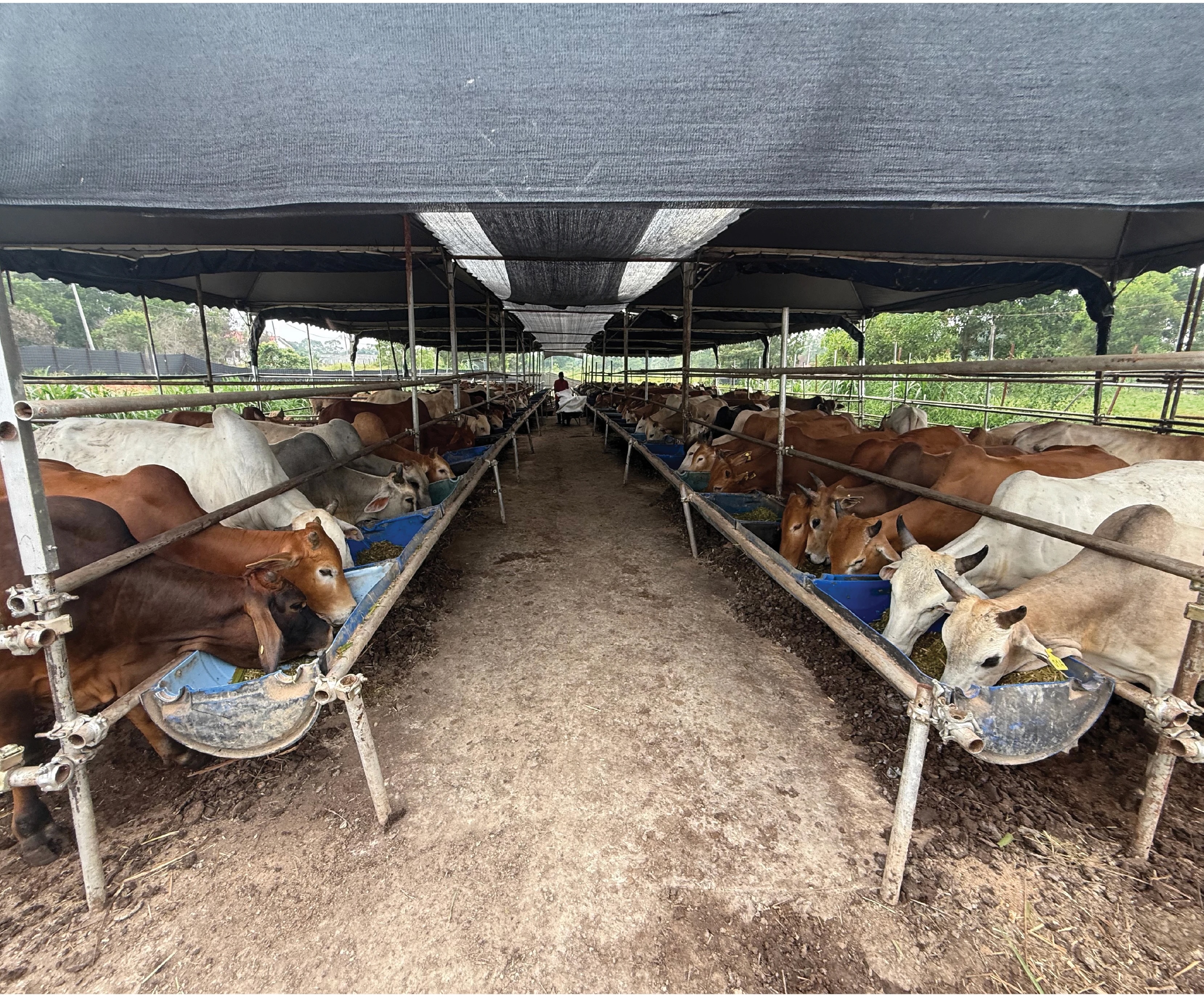 Kawasan kandang lembu qurban