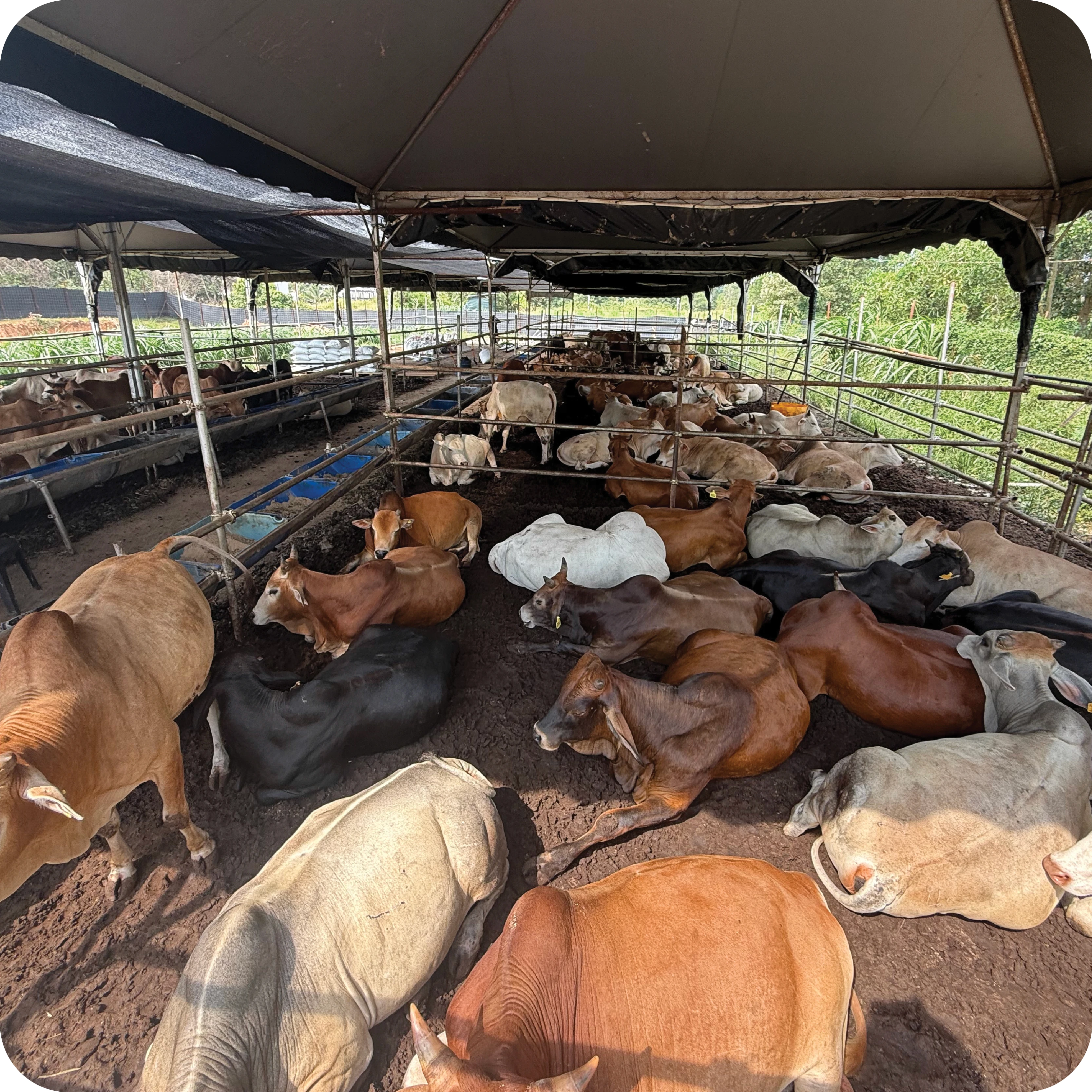 Lembu qurban di kandang