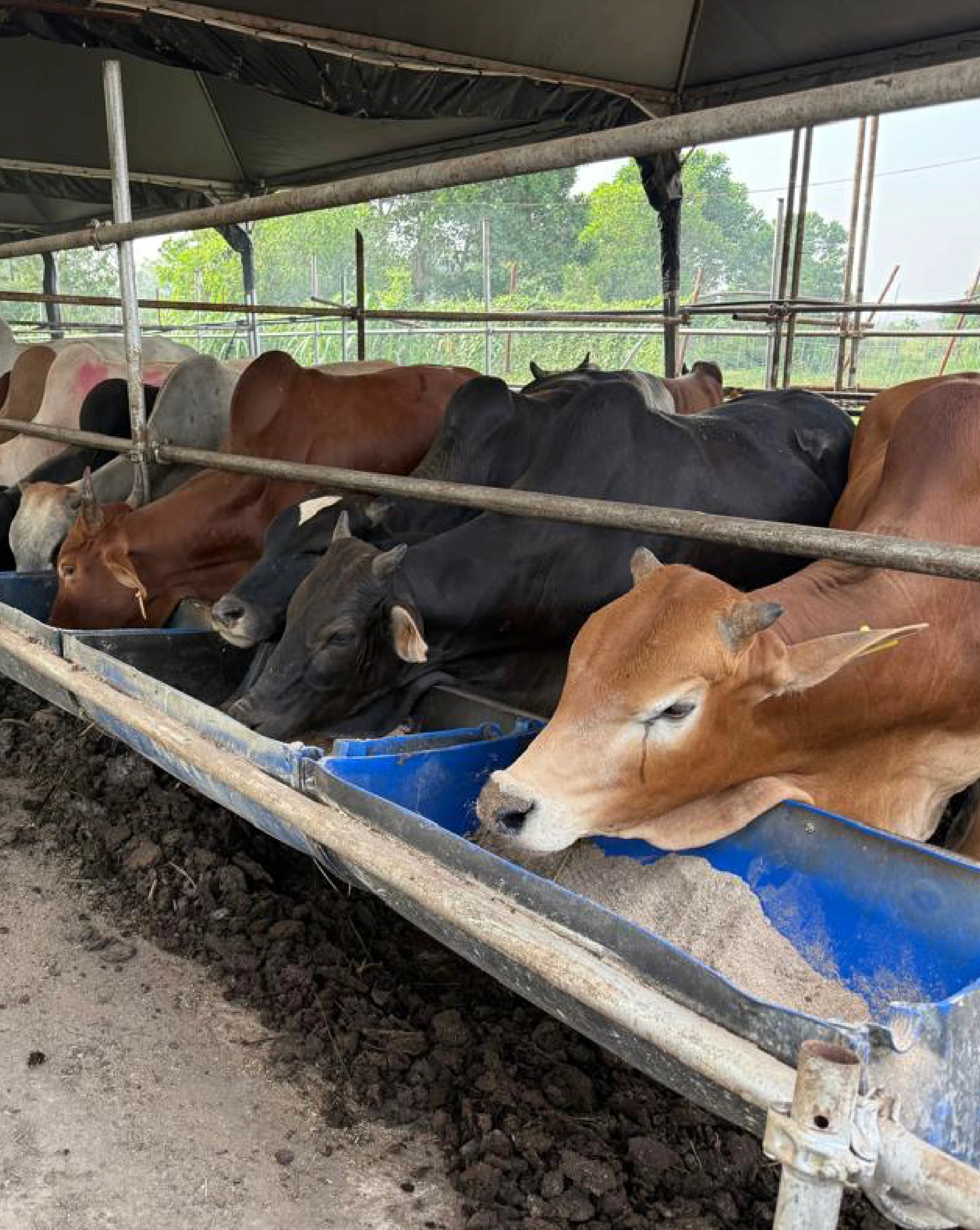 Lembu qurban sedang makan