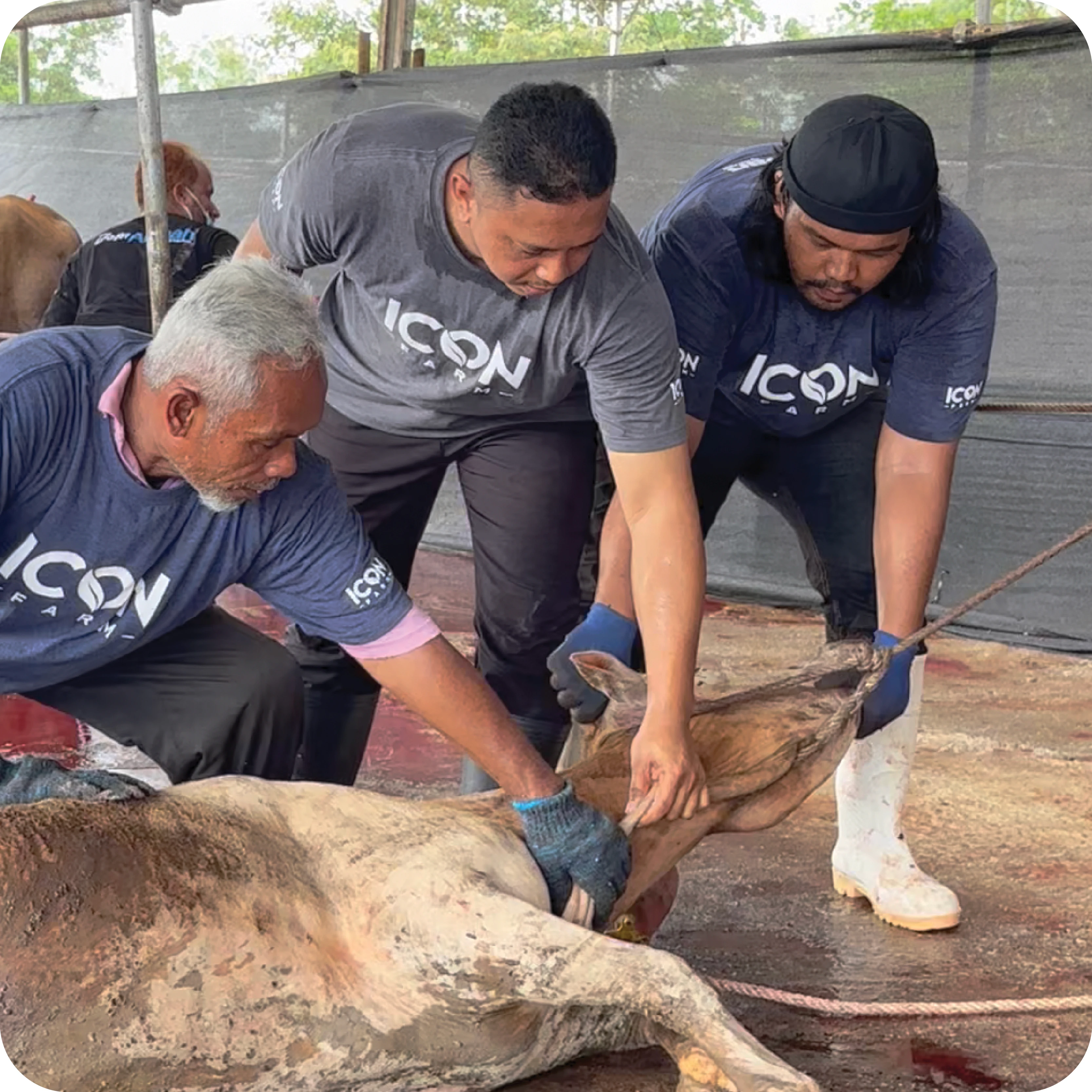 Bukti video dan gambar penyembelihan