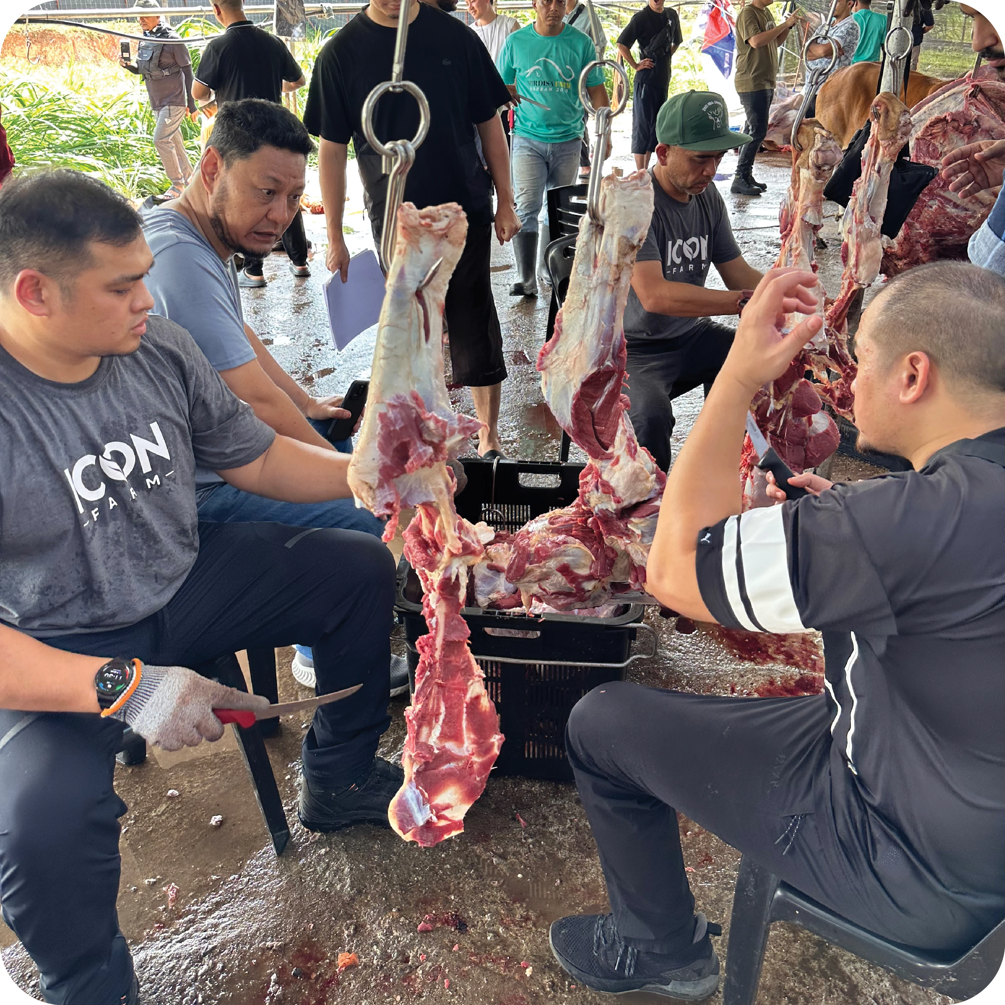 Proses penyembelihan qurban