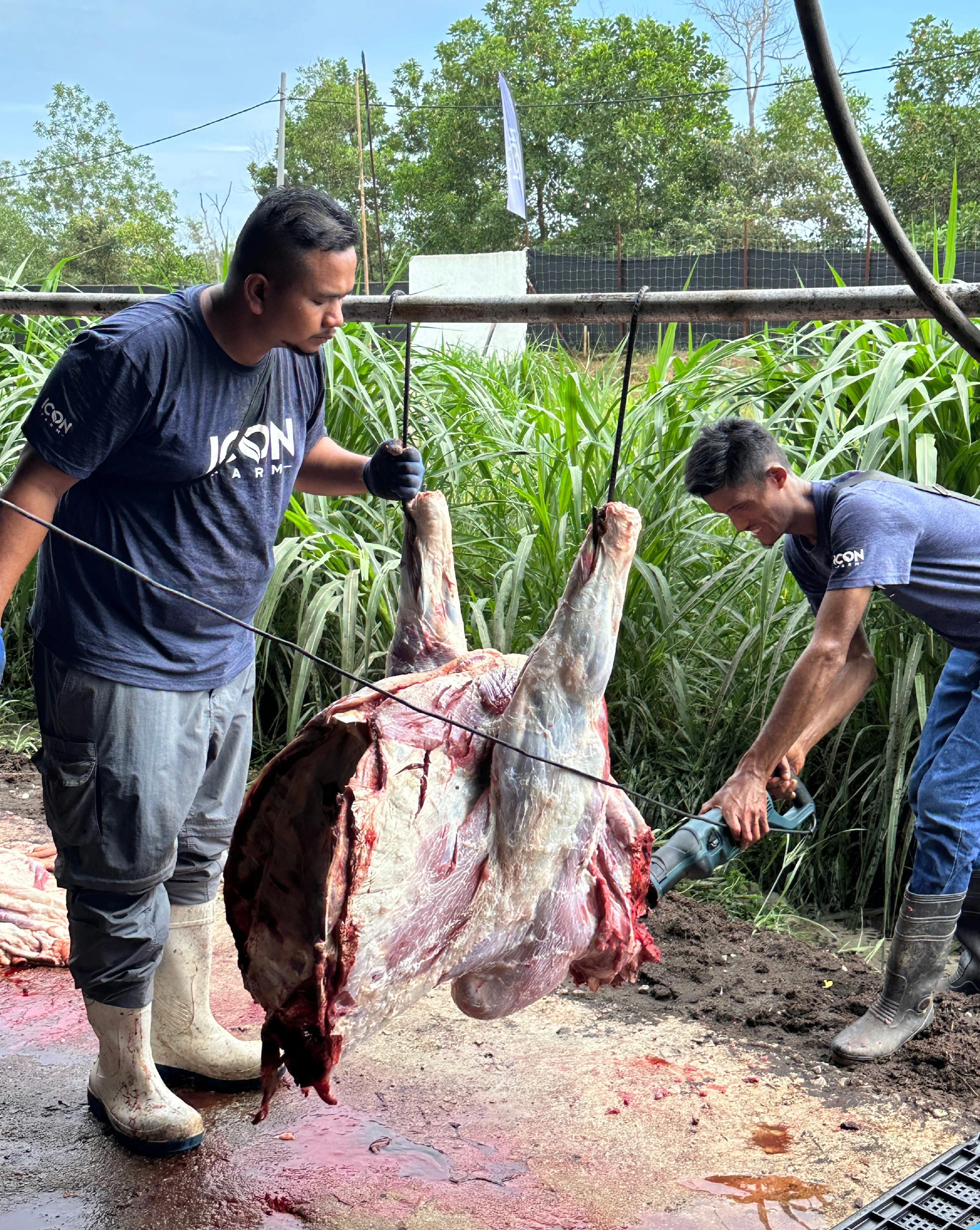 Penyembelihan qurban diuruskan sendiri