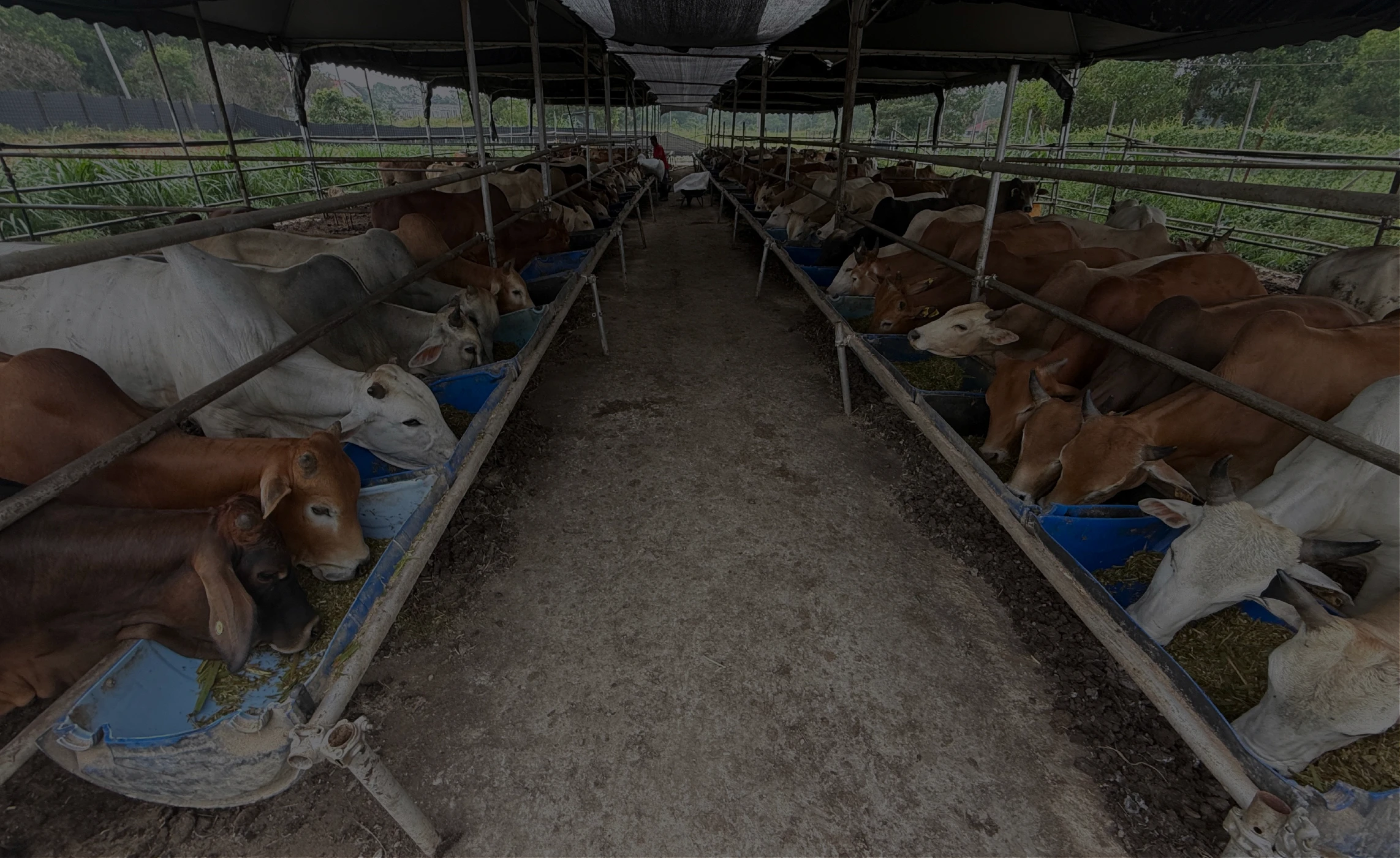 Tempahan qurban untuk masjid NGO atau syarikat