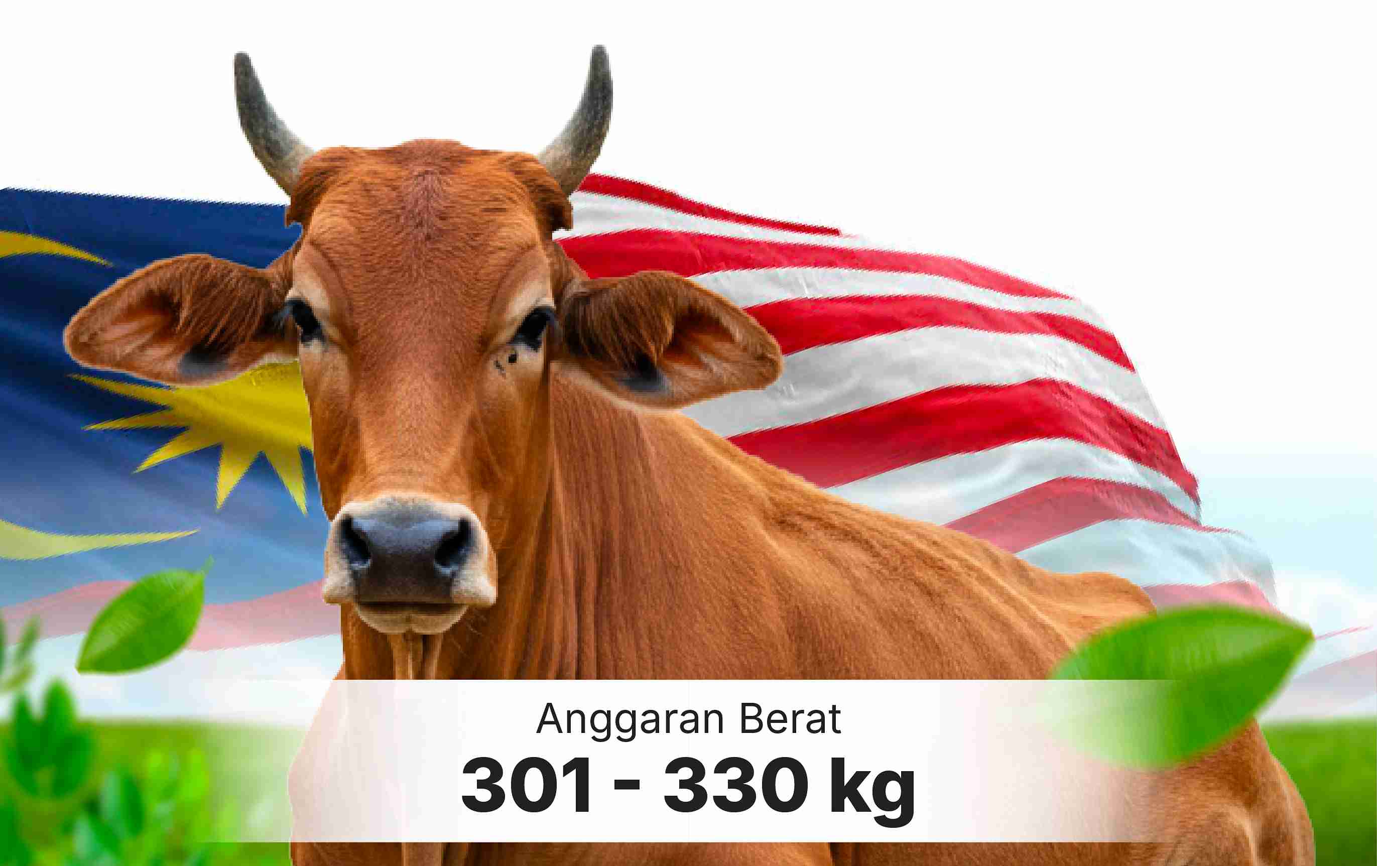 Lembu-Gred-A Lembu-Gred-A