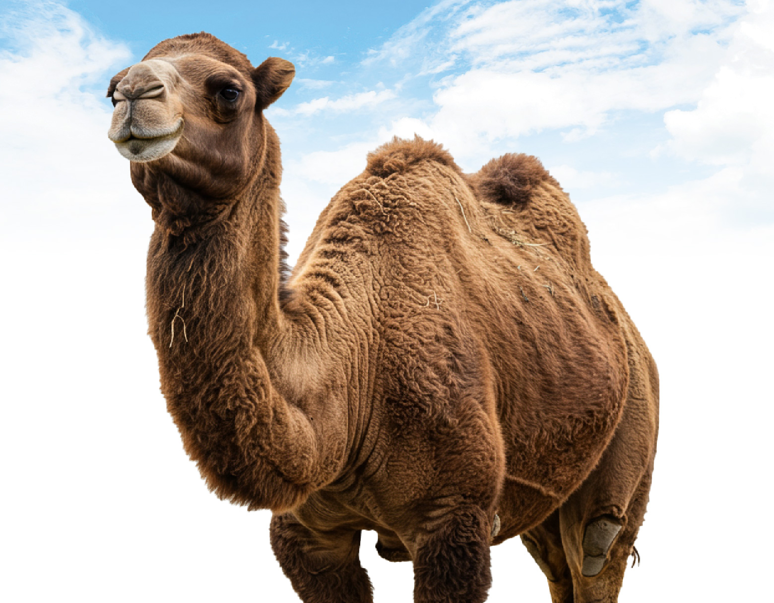 Qurban Unta