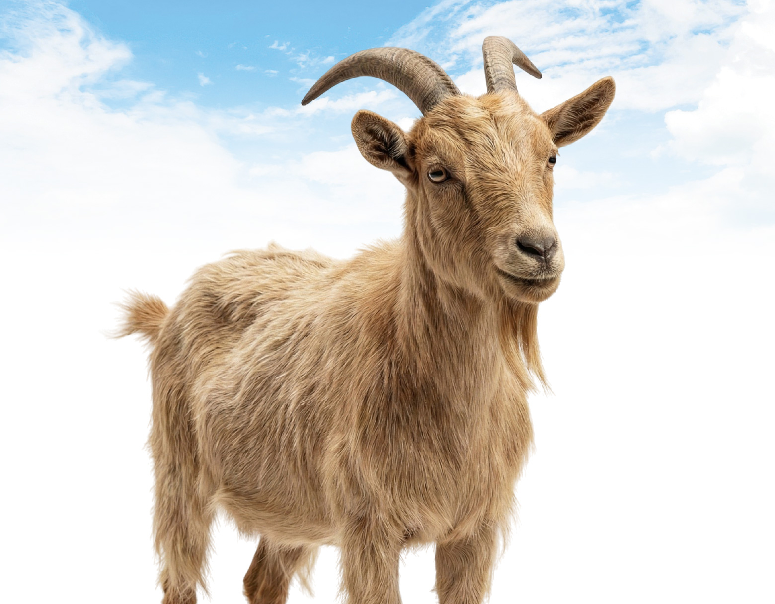 Kambing Gred A