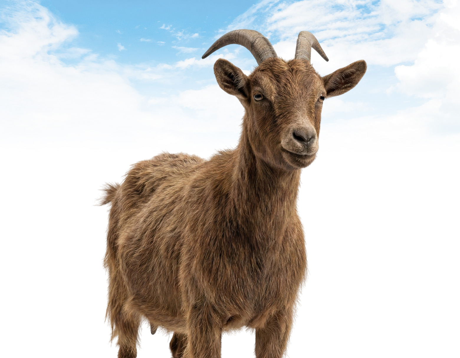 Kambing Gred B